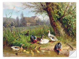 Vinilo para la pared Mallard Ducks with their Ducklings