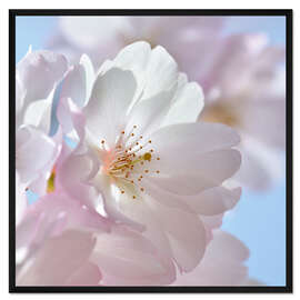 Gerahmter Kunstdruck Kirschblüte Rosa
