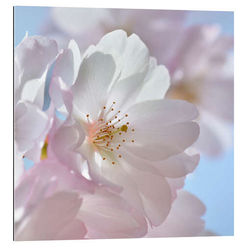 Gallery print Cherry blossom rosé