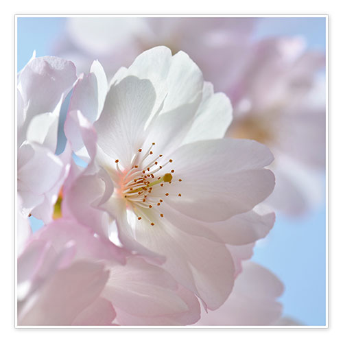 Poster Kirschblüte Rosa