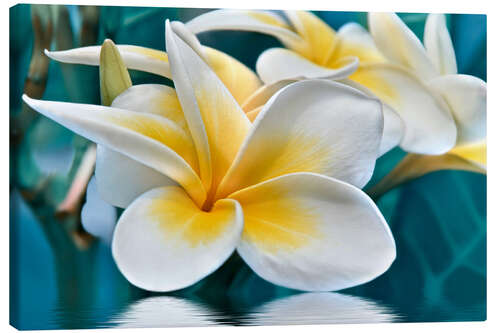 Canvas print Frangipani