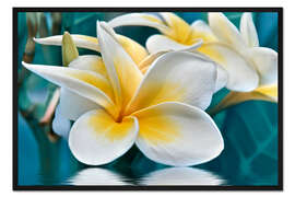 Gerahmter Kunstdruck Frangipani