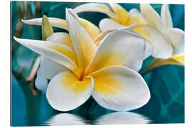 Gallery print Frangipani