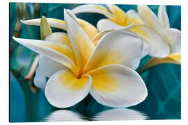 Magnettafel Frangipani