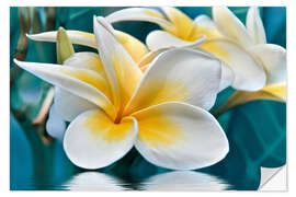 Wall sticker Frangipani