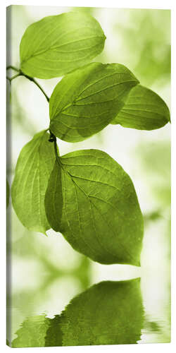 Canvas print Green Leaves II