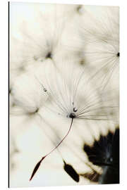 Aluminium print Dandelion - Falling