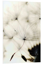 Foam board print Dandelion - Falling