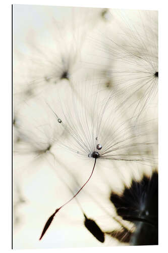 Quadro em plexi-alumínio Dandelion - Falling