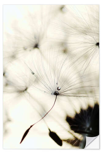 Wall sticker Dandelion - Falling