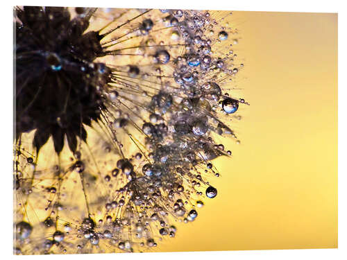 Acrylic print Dandelion yellow