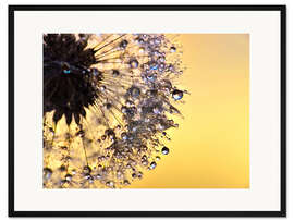 Gerahmter Kunstdruck Pusteblume Yellow