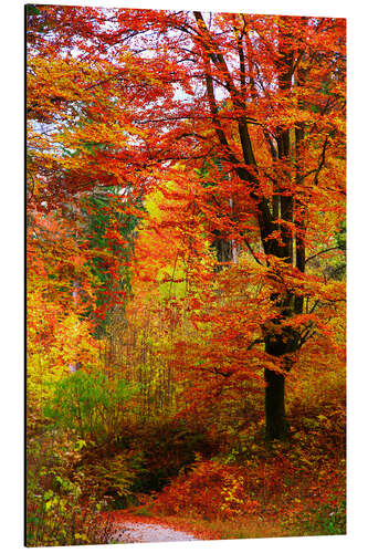 Aluminium print Autumn