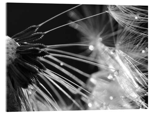 Stampa su vetro acrilico Dandelion black and white