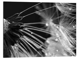 Cuadro de aluminio Dandelion black and white