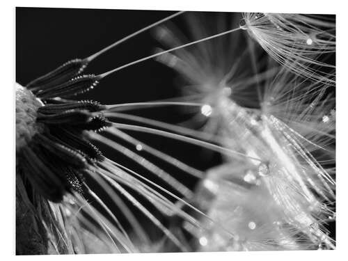 Stampa su PVC Dandelion black and white