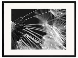 Gerahmter Kunstdruck Pusteblume schwarzweiß