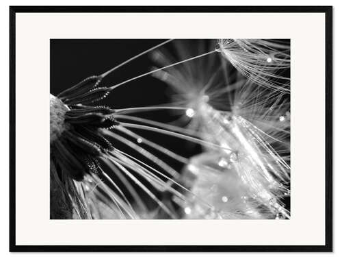 Kunsttryk i ramme Dandelion black and white