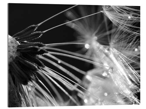 Gallery print Dandelion black and white