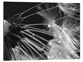 Magnettafel Pusteblume schwarzweiß