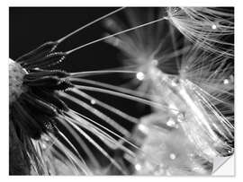 Vinilo para la pared Dandelion black and white