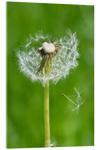 Stampa su vetro acrilico Dandelion Green