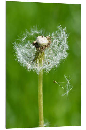 Alubild Pusteblume Grün