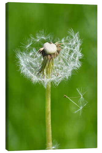 Leinwandbild Pusteblume Grün