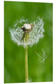 Foam board print Dandelion Green