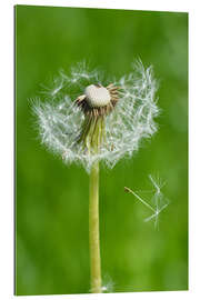 Gallery print Dandelion Green