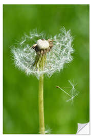 Naklejka na ścianę Dandelion Green