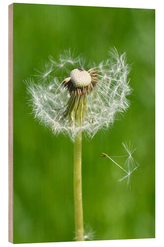 Quadro de madeira Dandelion Green