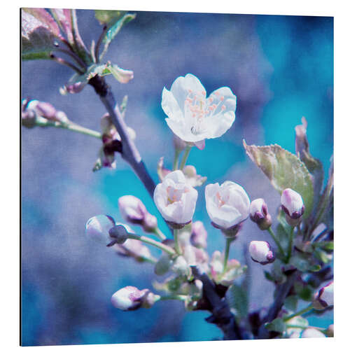 Aluminium print CHERRY BLOSSOM