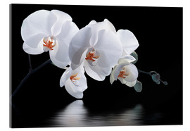 Acrylglasbild Orchidee mit Spiegelung III - Atteloi