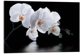 Acrylglasbild  Orchidee mit Spiegelung III - Atteloi