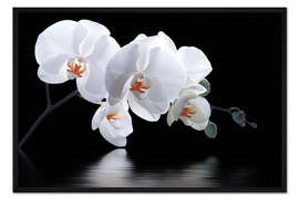 Gerahmter Kunstdruck Orchidee mit Spiegelung III