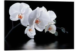 Gallery print Orchid with Reflection III