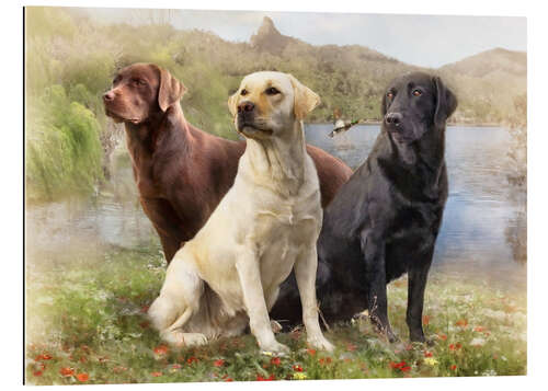 Quadro em plexi-alumínio Labrador Retrievers