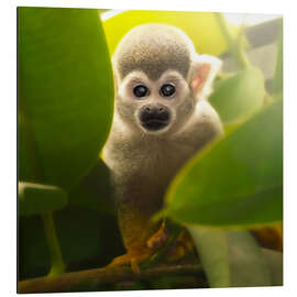 Aluminium print baby monkey