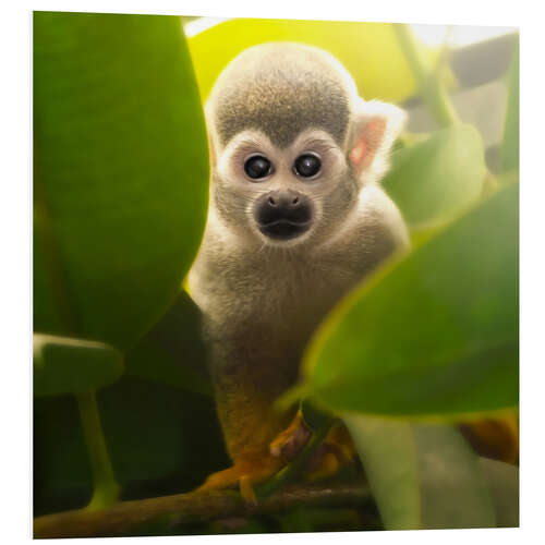 Foam board print baby monkey