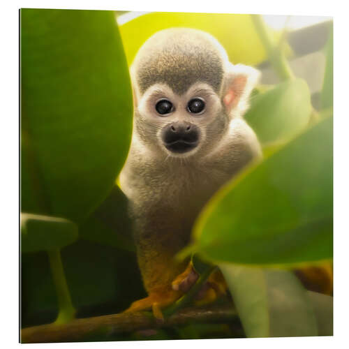 Galleriprint baby monkey