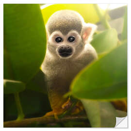 Selvklebende plakat baby monkey