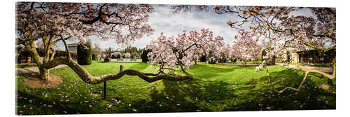 Acrylic print Magnolia in Bloom