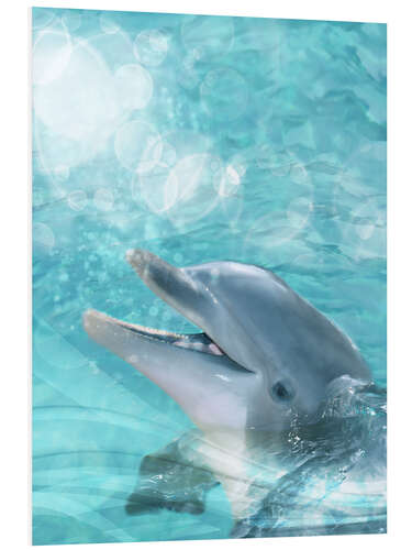 Quadro em PVC Dolphin - Humor