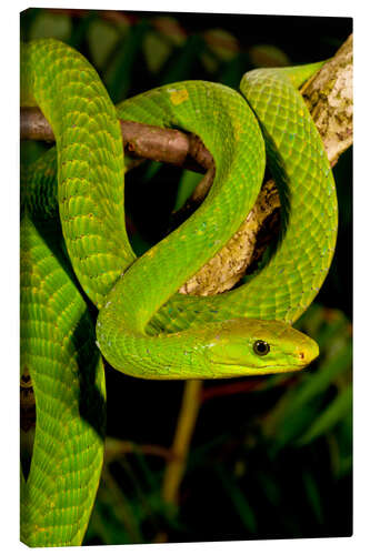 Lærredsbillede Green mamba on a branch