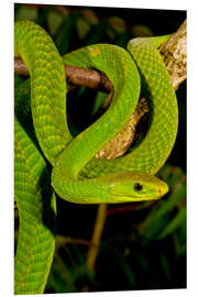 Foam board print Green mamba on a branch