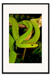 Gerahmter Kunstdruck Grüne Mamba auf einem Ast