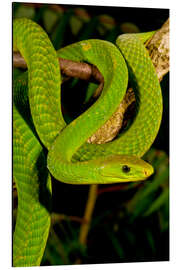 Magnettafel Grüne Mamba auf einem Ast