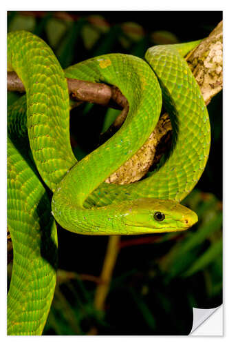 Selvklæbende plakat Green mamba on a branch