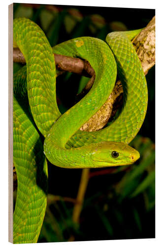 Wood print Green mamba on a branch